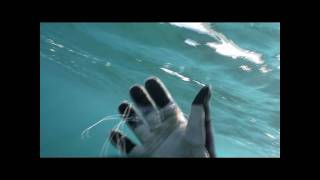 Box Jellyfish and Moon Jellyfish