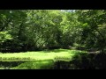 【地球の音風景】新潟県佐渡市乙和池の音風景（蛙、野鳥、蝉）10min