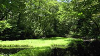 【地球の音風景】新潟県佐渡市乙和池の音風景（蛙、野鳥、蝉）10min