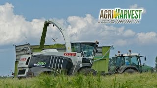 Exclusive Claas Jaguar 980 - The Black Beast at work - Biogas silage 2016 | 4K