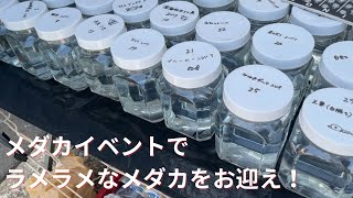 メダカイベントでラメラメなめだかを購入！