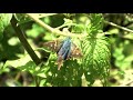 some butterflies of western ecuador