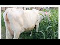 wiat amarcan cow for sale |australian fresian cow for sale one YouTube 2 November 2024