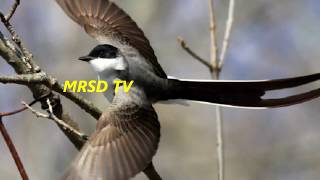 Top 45 Long-tailed widow birds! World Most Beautiful & Colorfully Long-tailed birds In The World #45