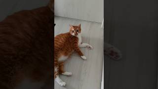 撫でられたい猫とそうでもない猫 #猫動画 #猫のいる暮らし