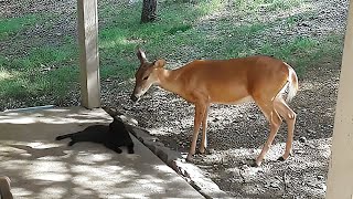 Deer and cat have incredibly become best buddies