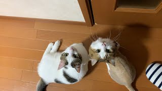 やる気のない「ドアを開けろ」をする猫