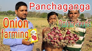 Pancha Ganga Onion Seeds.PanchGanga Piyaj Bij