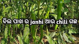 ଆମ ବିଲ ପାଖ ର Janhi ଆଉ green chili ଗଛ ଦେଖିବା / Village life / Farmers / Odia vlog / Daily vlog