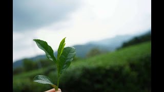 お茶ができるまで