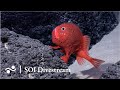 Seamount SF2 Deep | SOI Divestream 638