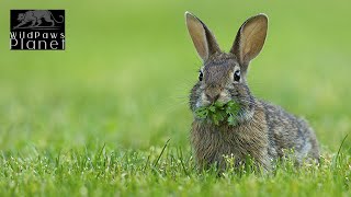 The Eastern Cottontail Rabbit: Nature's Little Hopper