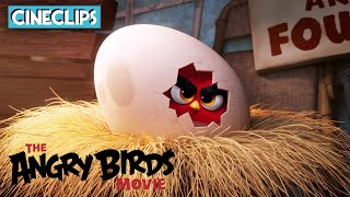 The Angry Birds Movie | Red's Angry Story | CineClips