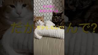 【CAT】大事な話がある…    #shorts    #cat    #cats   #ねこ   #保護猫    #可愛い    #おもしろ