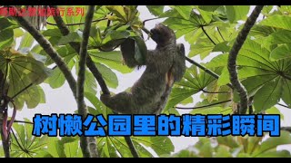 哥斯达黎加：树懒公园里的精彩瞬间|Costa Rica：Great moment in sloth Park in  La Fortuna