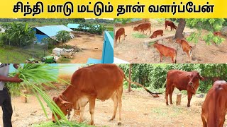 5 மாடுகள் கொண்டு மாதம் 30,000 சம்பாதிக்கும் விவசாயி 💢 Cow farm 💢 #pannaiveedu