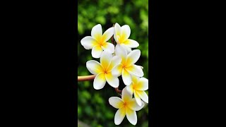 #Shorts | Varieties of Plumeria | Different varieties of frangipani | Fancy Sudins