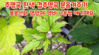 처음처럼야생화 #추명국 #흰색추명국 #겹추명국 #분옴겨주기 #키우기