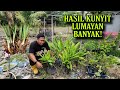 Kena Jackpot! Tuai Emas di sebalik RUMPUT | Pokok Kunyit Subur Terbiar