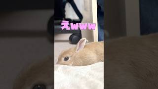 ウサギのハルは今日も天然w  #shorts #うさぎ  #ウサギ　#bunny #rabbit