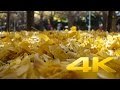 Gaienmae Ginkgo Icho Namiki Avenue - Tokyo - 外苑前 - 4K Ultra HD