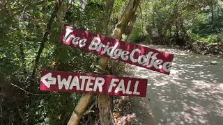 Tree bridged (koh samu) thailand