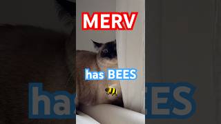 TALKiNG  CAT HELPS WITH BEES. mervs official page! #bagagwa #catsofyoutube #siamese #summer
