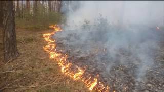 SDH Stýskaly, požár lesa Chotíkov 22.4.2019