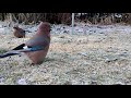 @savid 🐦finnish winterbirds 🐦talvilintuja birds jay finland