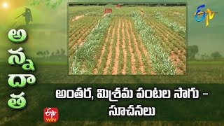 Tips for Inter  Mixed Crops | అంతర, మిశ్రమ పంటల సాగు   సూచనలు | ETV