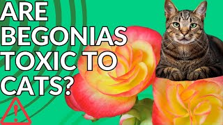 Are Begonias Poisonous to Cats? Symptoms and Treatment