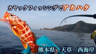 【初投稿】初心者必見!!カヤックで簡単にアカハタが釣れる！？簡単な釣り方、そして簡単に作れるアカハタ料理をご紹介します！【カヤックフィッシング】