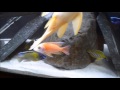 african cichlids peacocks and haps the cichlid shack unboxing northfin