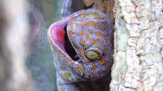 Gecko eating food