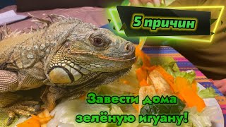 5 причин завести  игуану !