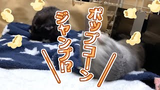 モルモットの最上級ポップコーンジャンプ？？【Guinea Pig Videos】