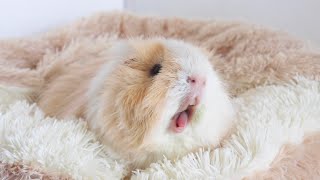 必見　確実に癒してくれるモルモット　cute guineapig