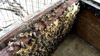 புதிய ராணி பிறந்ததால் இரண்டு கூடாக பிரித்த போது 🐝