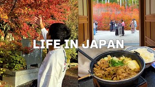 [Vlog] Daily Life in Japan 🇯🇵 The bright red autumn leaves were breathtaking!