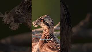 Young Osprey chick enjoying a beautiful warm sunset.