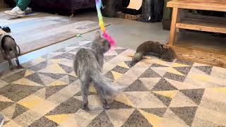 Lily the lykoi - Cat House Norwich.