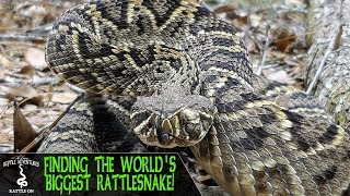 FINDING THE BIGGEST RATTLESNAKE IN THE WORLD! (Eastern Diamondback Rattlesnake, Crotalus adamanteus)