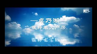 世界环境日丨走进“藏羚羊大产房”——卓乃湖