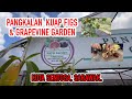 PANGKALAN KUAP FIGS & GRAPEVINE GARDEN | KOTA SENTOSA, SARAWAK 2023.