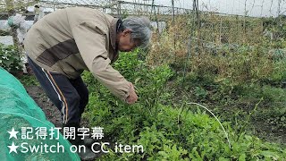 [狐狸菜園] 冬天的青椒長不好 只好重新剪枝 看來春能不能脫胎換骨 Green pepper trimming ピーマンの枝を剪定する