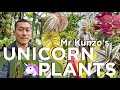 Plants You Won’t See Anywhere Else!! EXQUISITE and UNIQUE 🪴 Collection of Mr Kunzo in Japan 🇯🇵