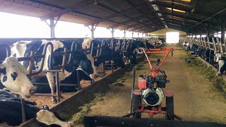 Milking Cows In Sri Lanka | Ambewela Farm