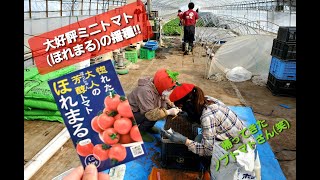 大好評のミニトマト（ほれまる）の播種開始・美味しい感動を【中富良野町・寺坂農園・産地直送・夏の味覚・濃厚な甘さ】