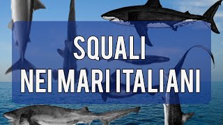 Squali nei Mari Italiani: Quali sono? Sono pericolosi? Dove vivono?