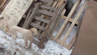 Жизнь в деревне//трудовые будни//настоящие художники